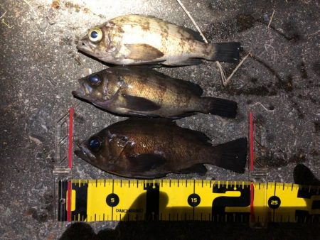 病みつきメバリング