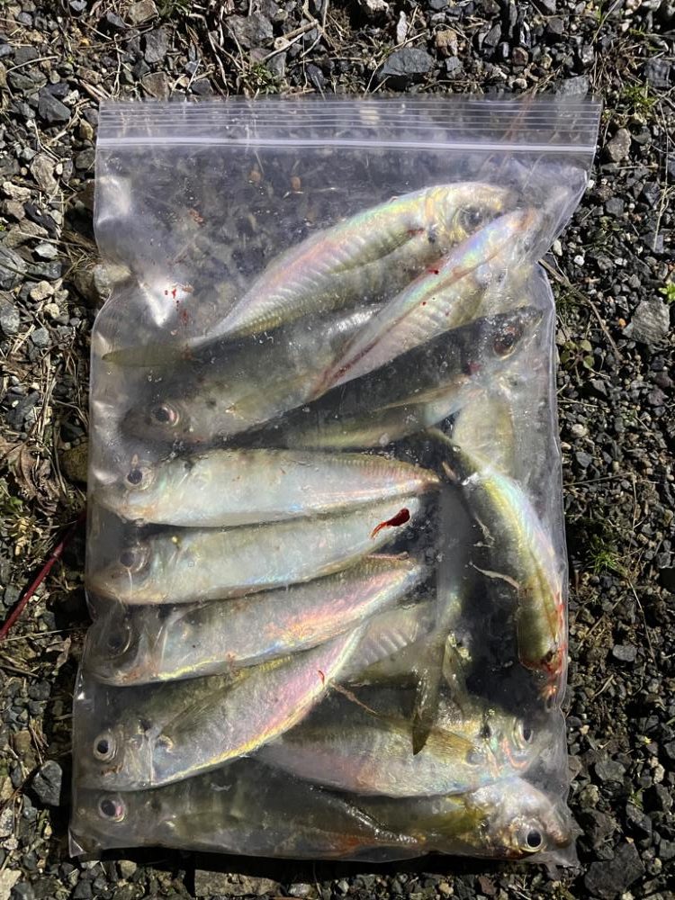 短時間アジング