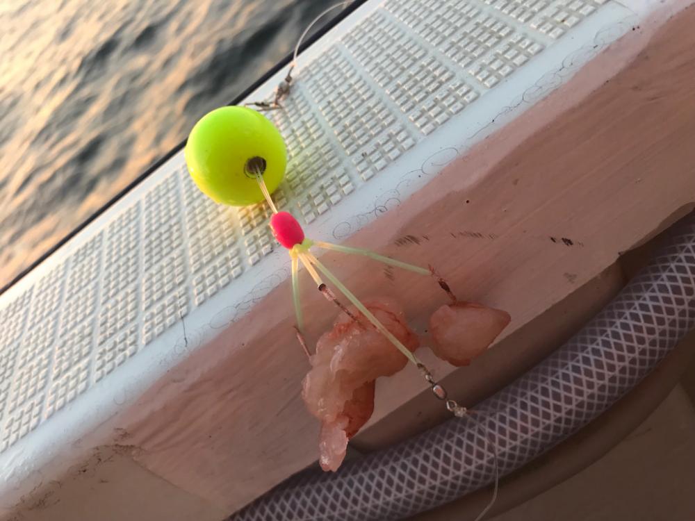 明石ショウサイフグ