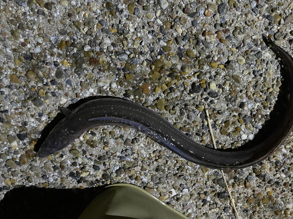 初釣り短時間釣行