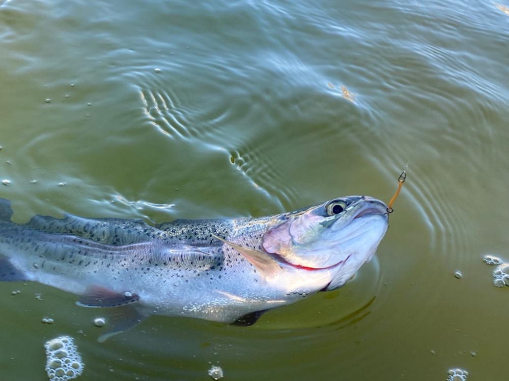 エリアトラウト　かめプー