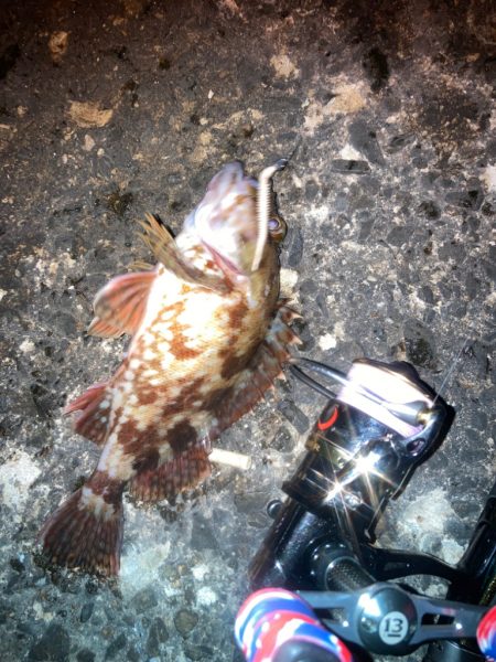 初釣り　メバルとアジと