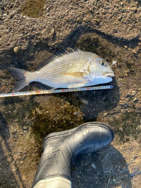 連続40センチオーバー確保！