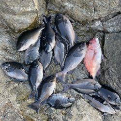 横島3番クロ釣り❗️