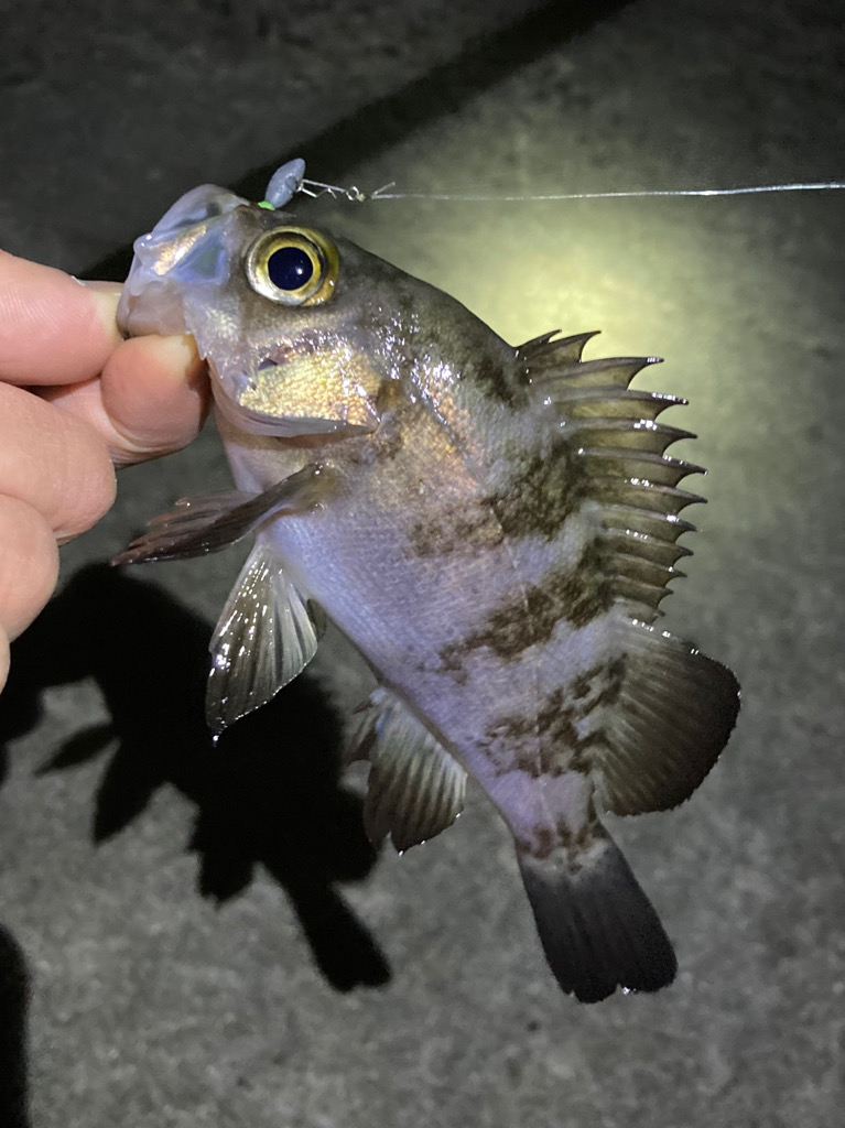 メバリング新春第2弾