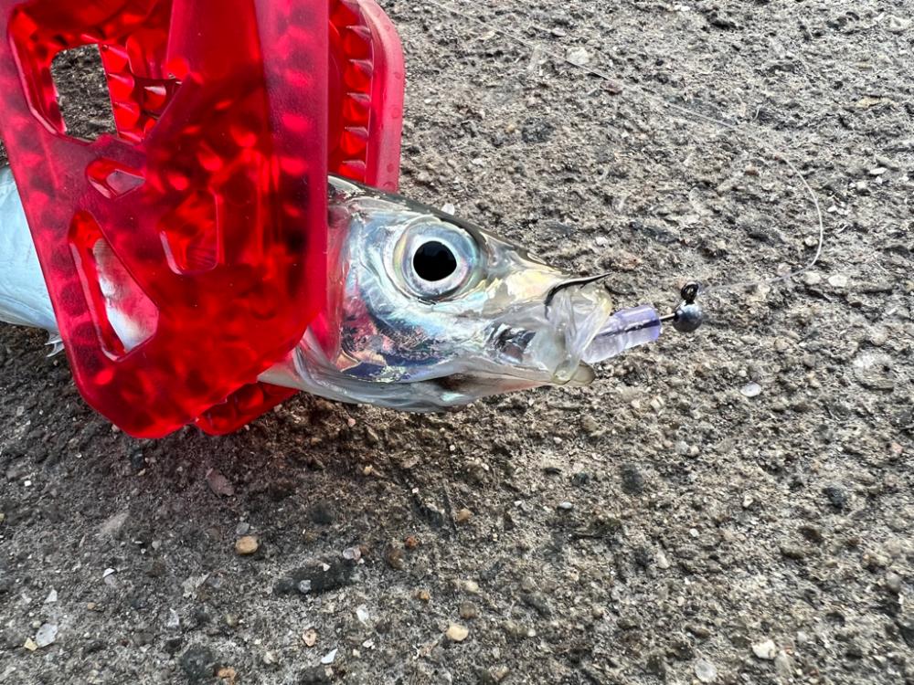 鯵を探して三千里Vel.22