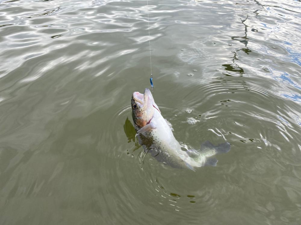 エリア初釣り　かめプー