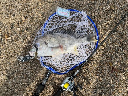 冬チニング其のニ