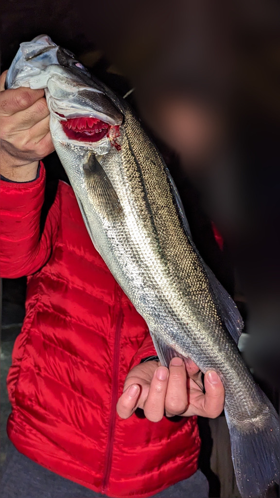 2023初釣りボートシーバス