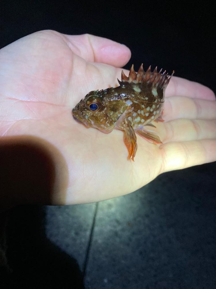 ライトゲーム初釣行