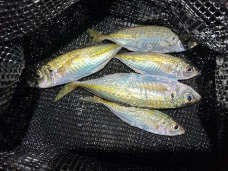 鯵を探して三千里Vel.23