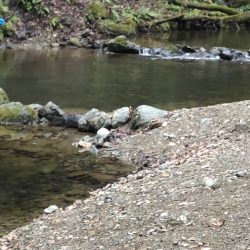 マス、アマゴ元気です！