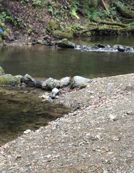 マス、アマゴ元気です！