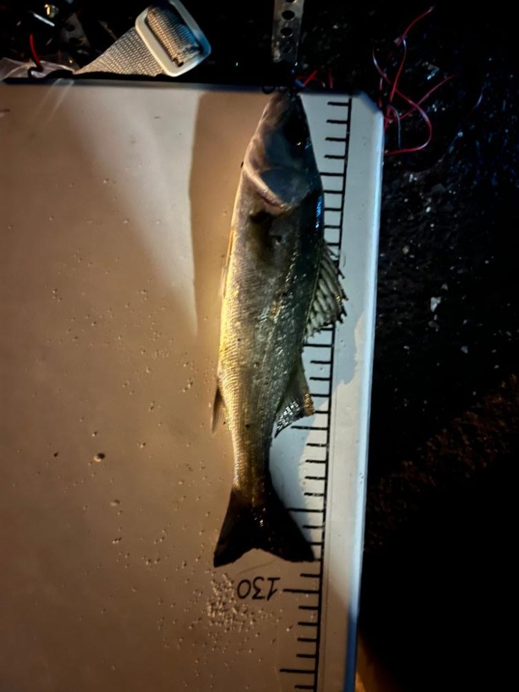 真冬の四日市ライトゲーム