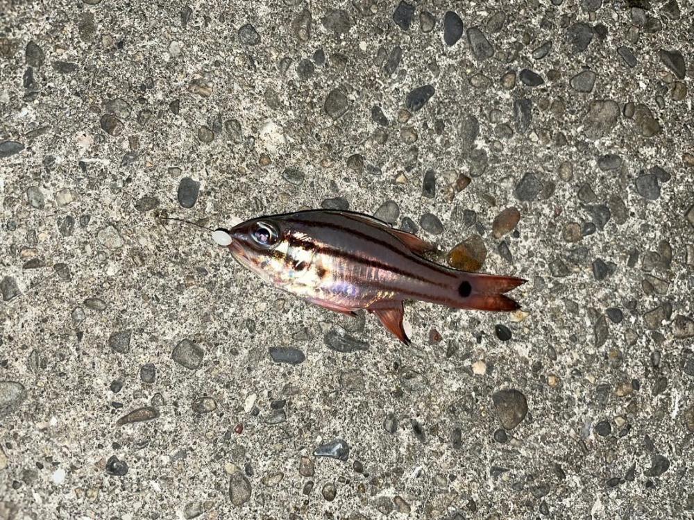 釣り初めご種目達成