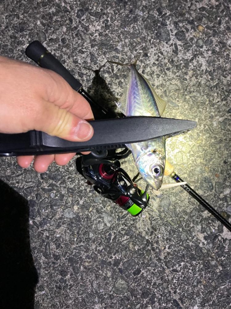 まだ釣れる！アジング