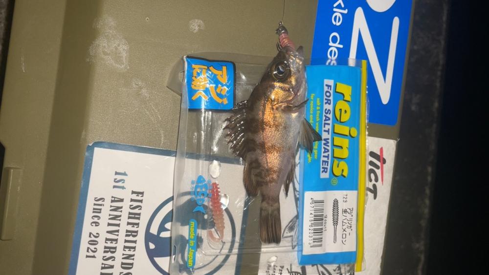 大寒波メバリング