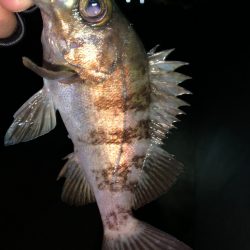 メバル⑤