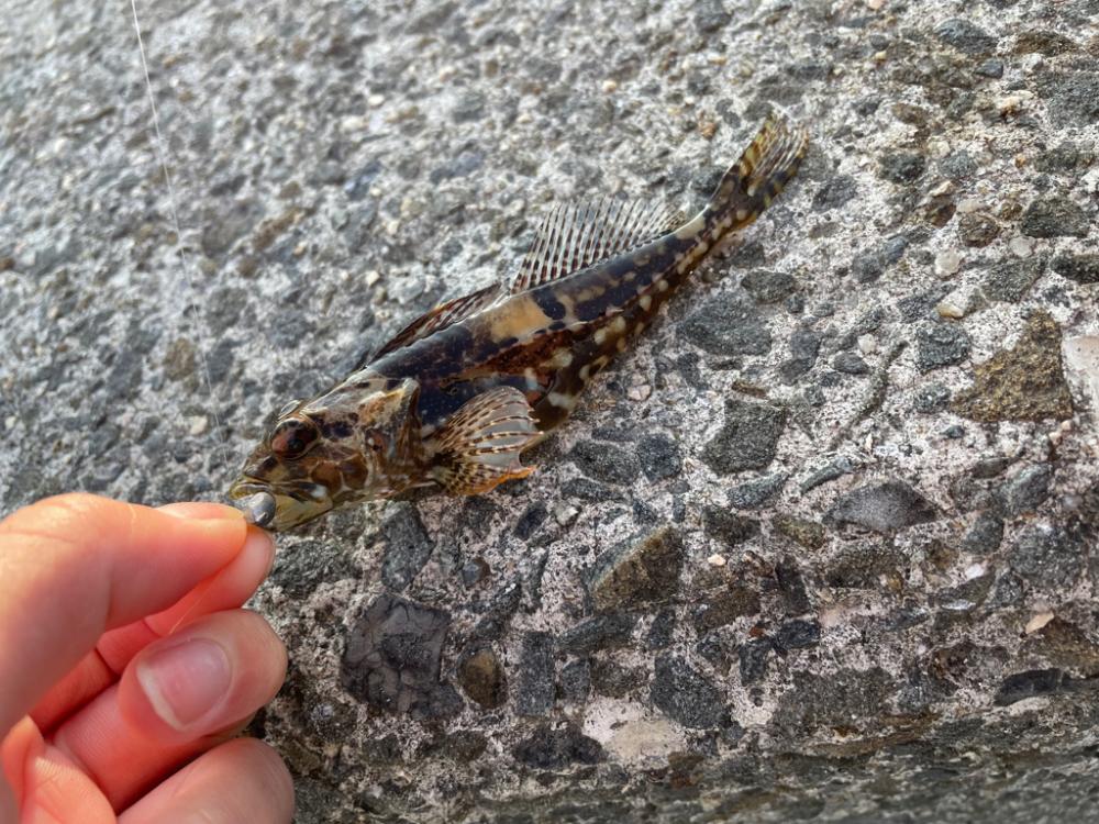 冬はライトゲームがアツい！