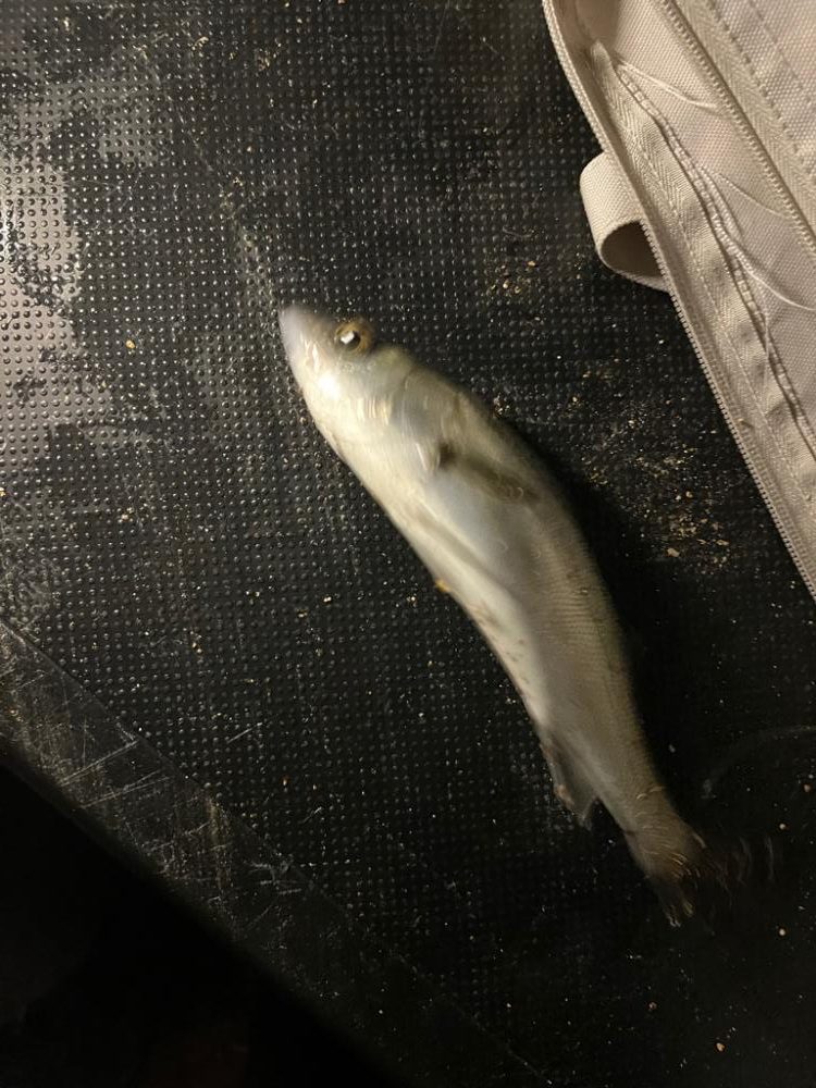 初釣りin四日市