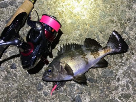 産卵ピーク明石のメバル