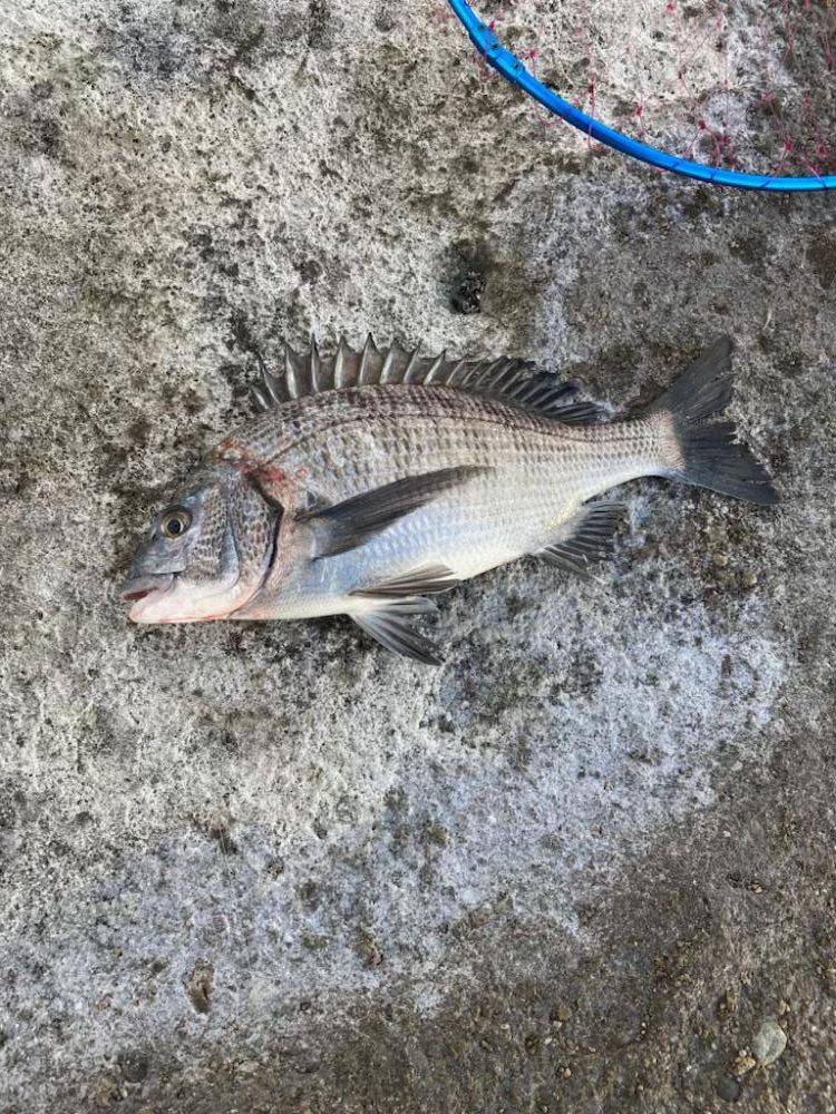 ふかせ事始めはグレ良型でスタート