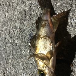 冬はガッシーと遊ぼう！