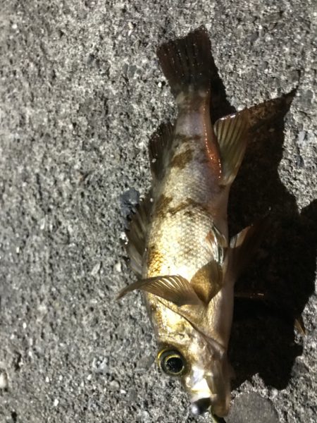 冬はガッシーと遊ぼう！