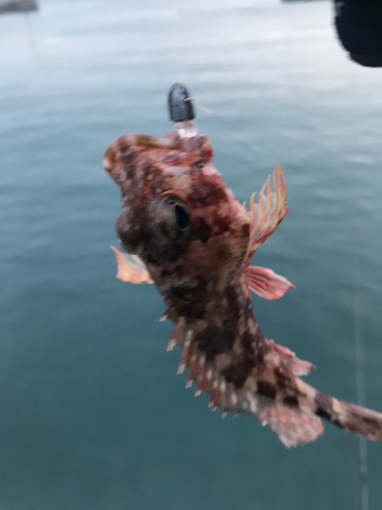 山陰西部アジング