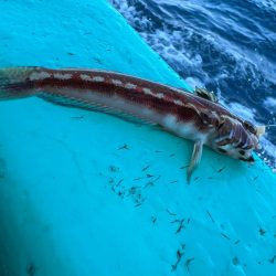 金谷沖、カワハギ