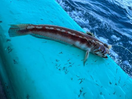 金谷沖、カワハギ