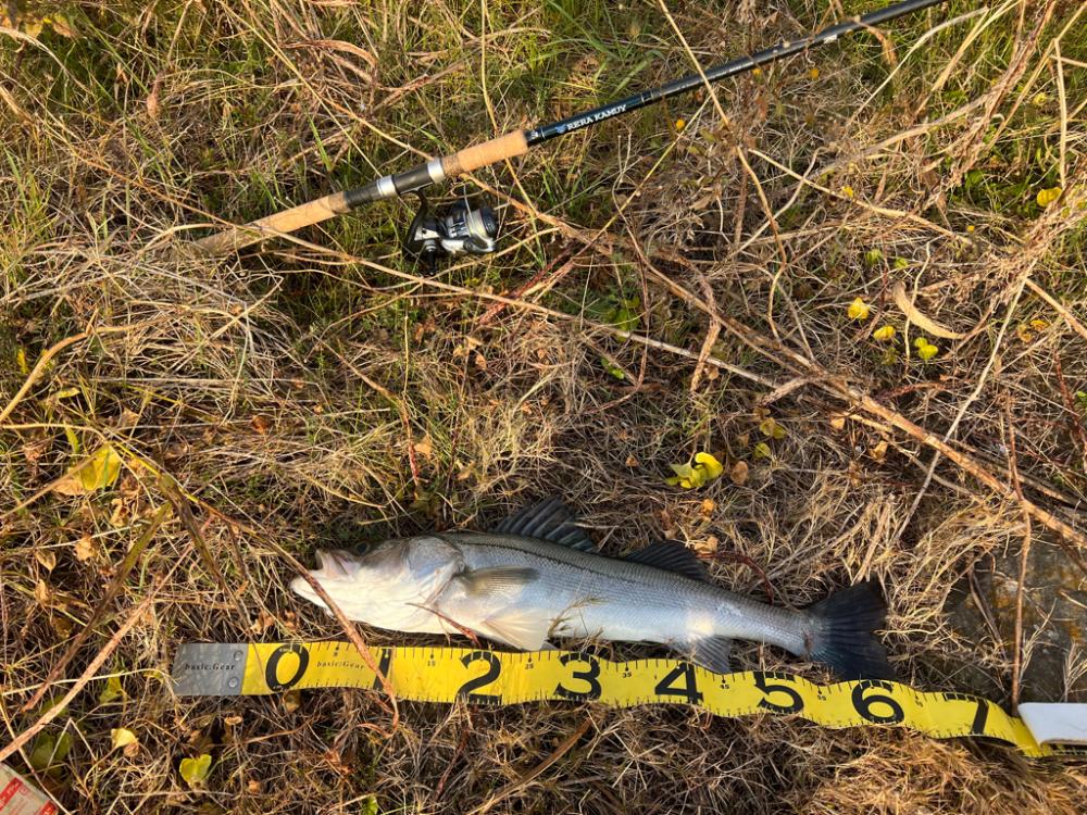 またブリきた。