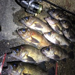 つぬけメバリング