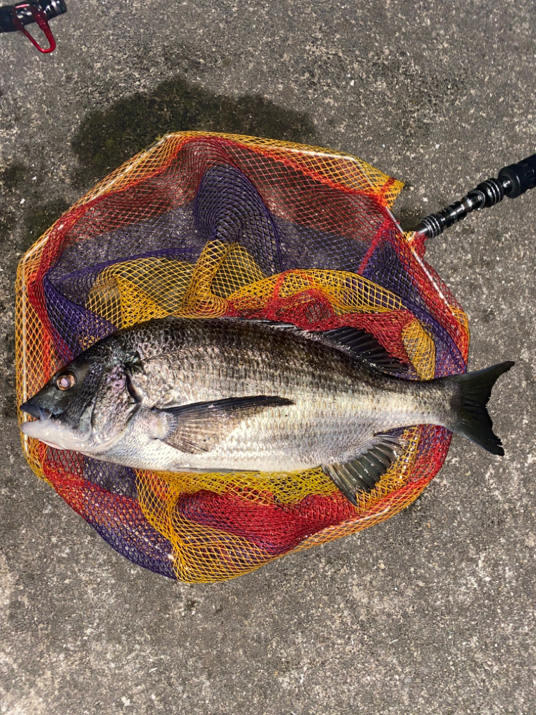 ヘチってきました