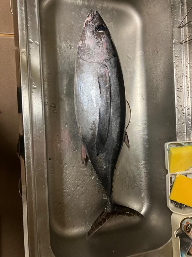 トンジギ釣り始め