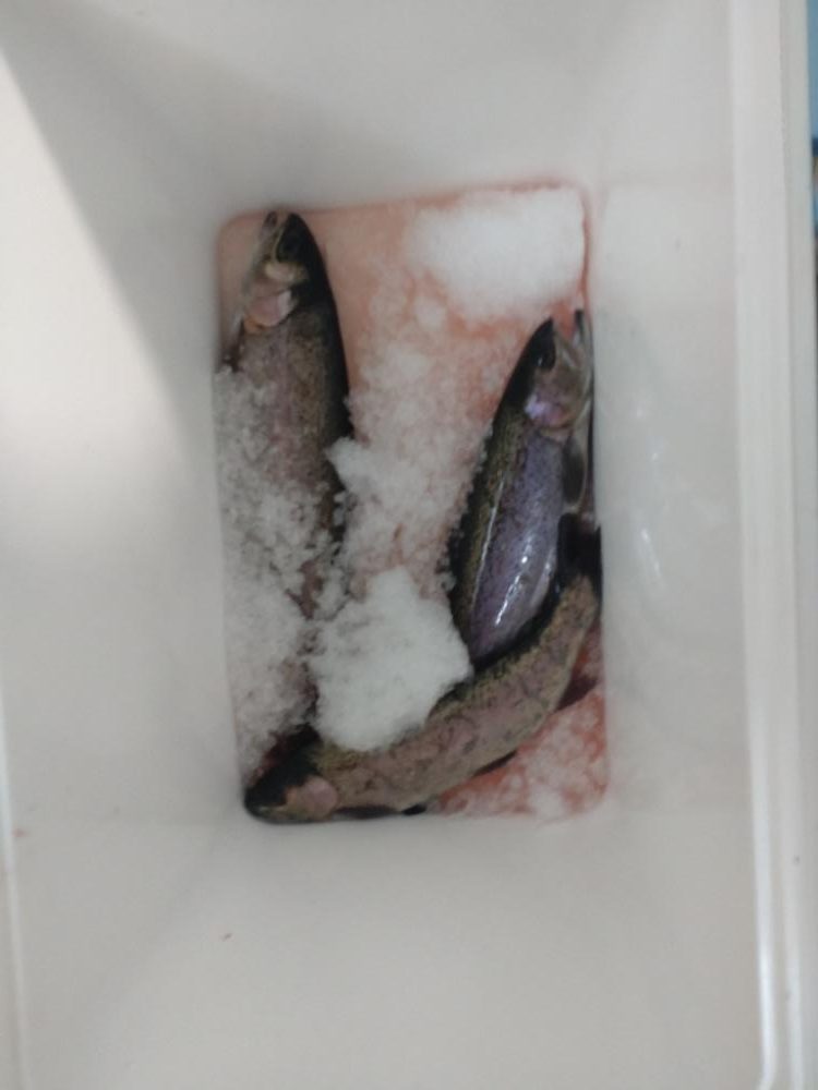 釣り始め@エリアトラウト