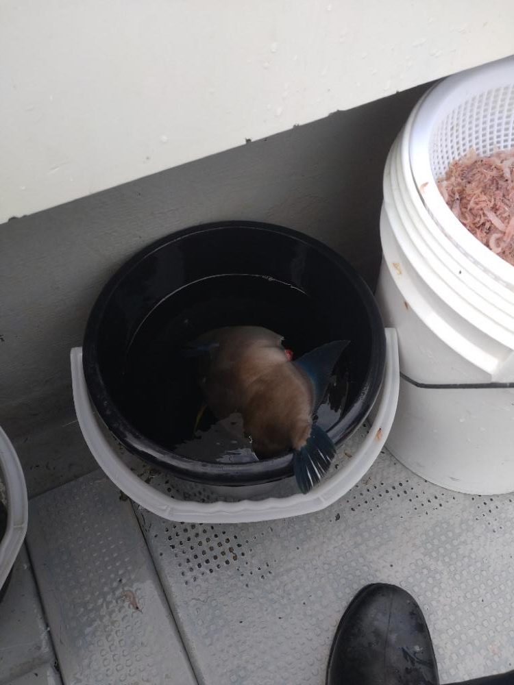 今年初のオフショアでウマヅラハギ