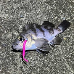 満月大潮の激渋メバリング｜スプリットで攻略！