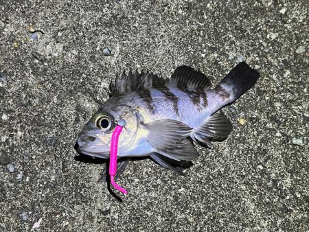 満月大潮の激渋メバリング｜スプリットで攻略！