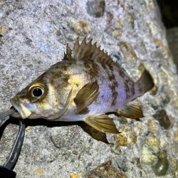 ２０２３年初釣り｜まずまずの高活性なメバリング♪