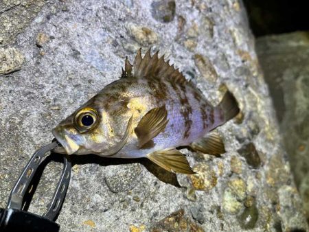 ２０２３年初釣り｜まずまずの高活性なメバリング♪