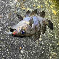 本荘人口島で激渋メバリング｜釣れてもミニサイズ！