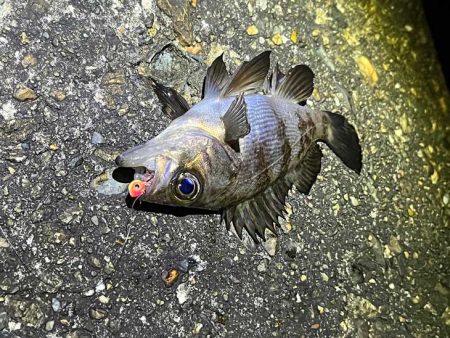 本荘人口島で激渋メバリング｜釣れてもミニサイズ！