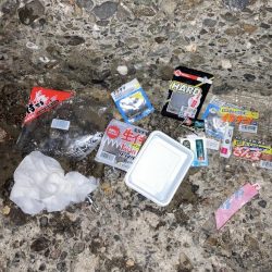 清掃活動：カサゴ入れ食い！