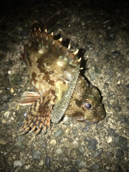 ボトムずる引きでガシラ釣り