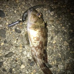 ボトムずる引きでガシラ釣り