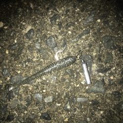 ボトムずる引きでガシラ釣り