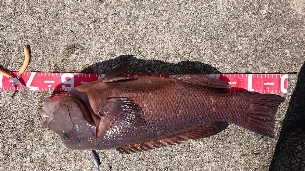 コフダイ釣り