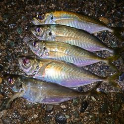 リハビリアジング