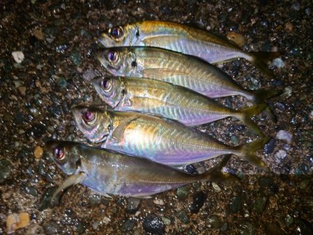 リハビリアジング